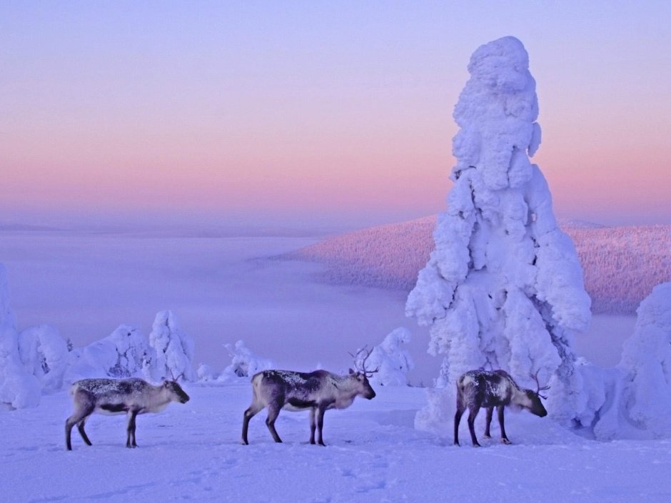 Лапландия Финляндия олени