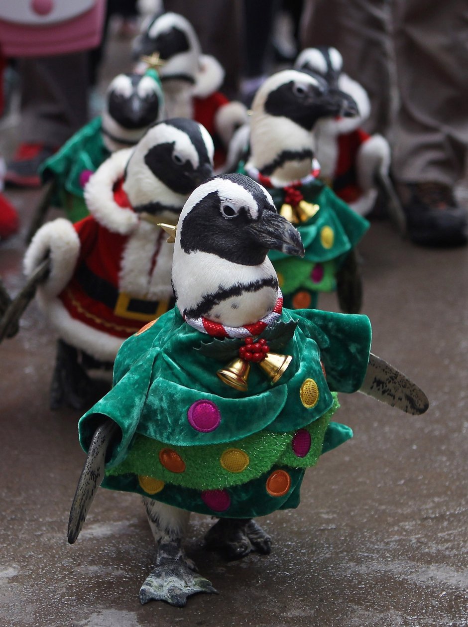 Рождественский Пингвин