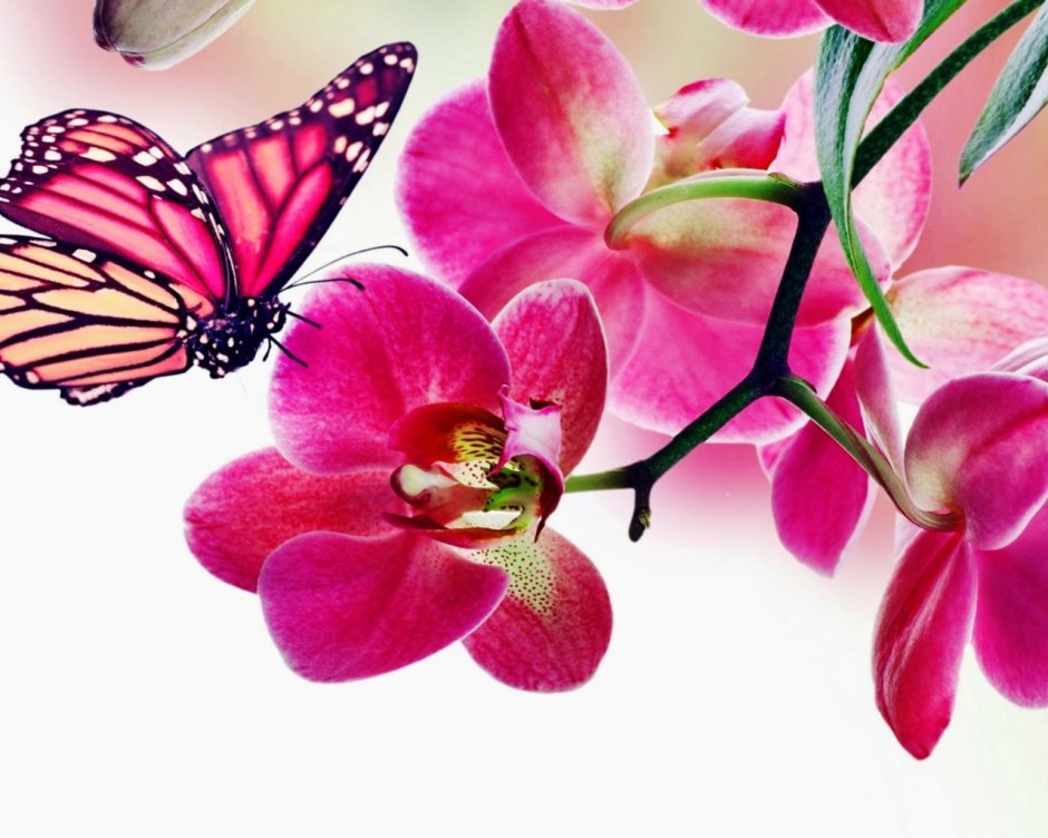 Красивые бабочки и розовые цветы