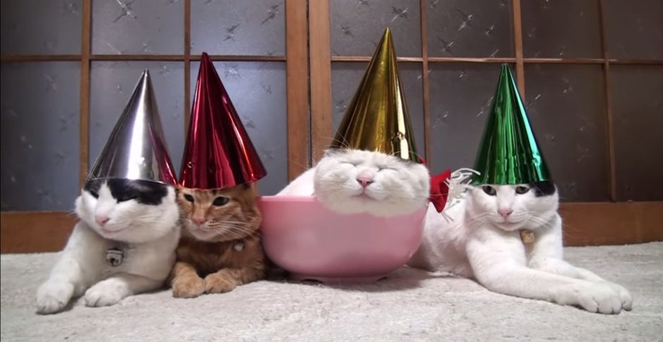 Кошка в праздничном колпаке