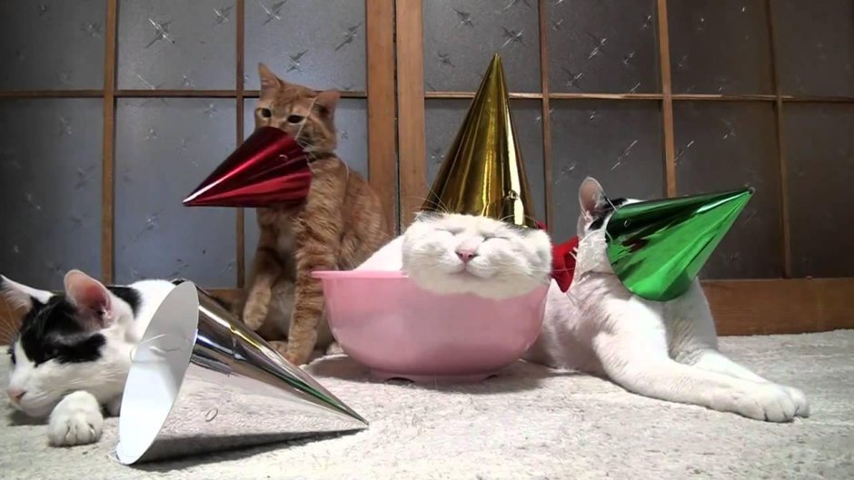Детский день рождения в стиле кошек