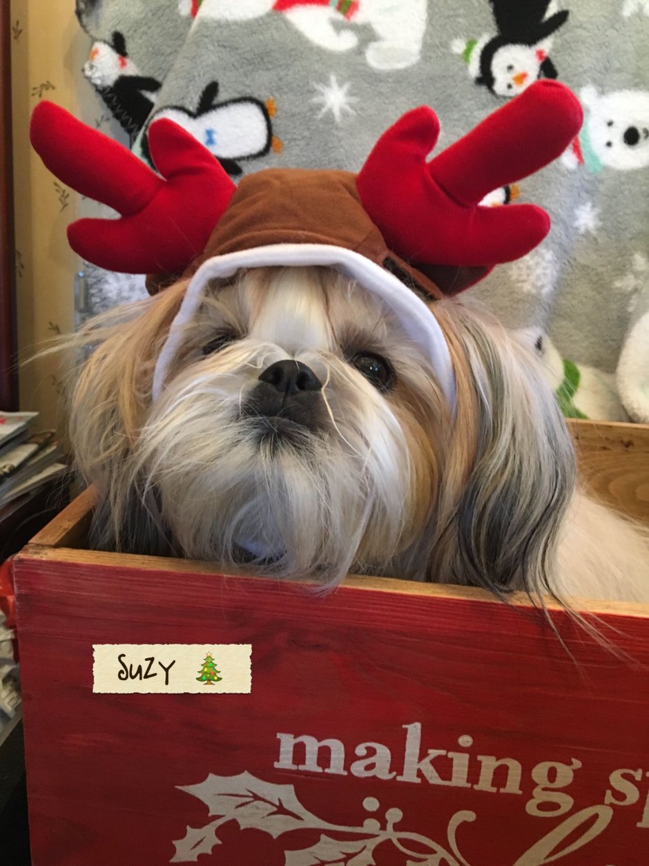 Собака под новогодней елкой