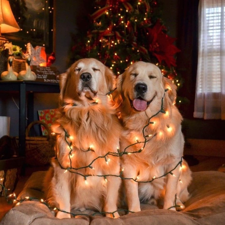 Рождественское угощение для собак