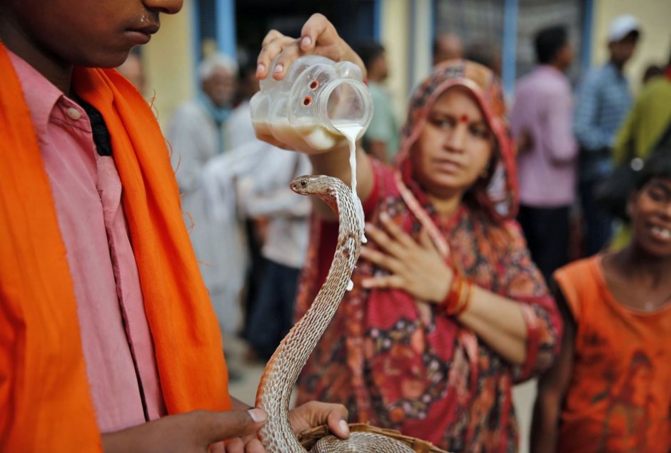 Нагапанчами Индия змеи