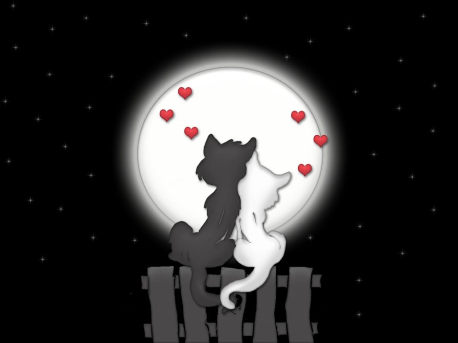 Влюбленные коты под луной