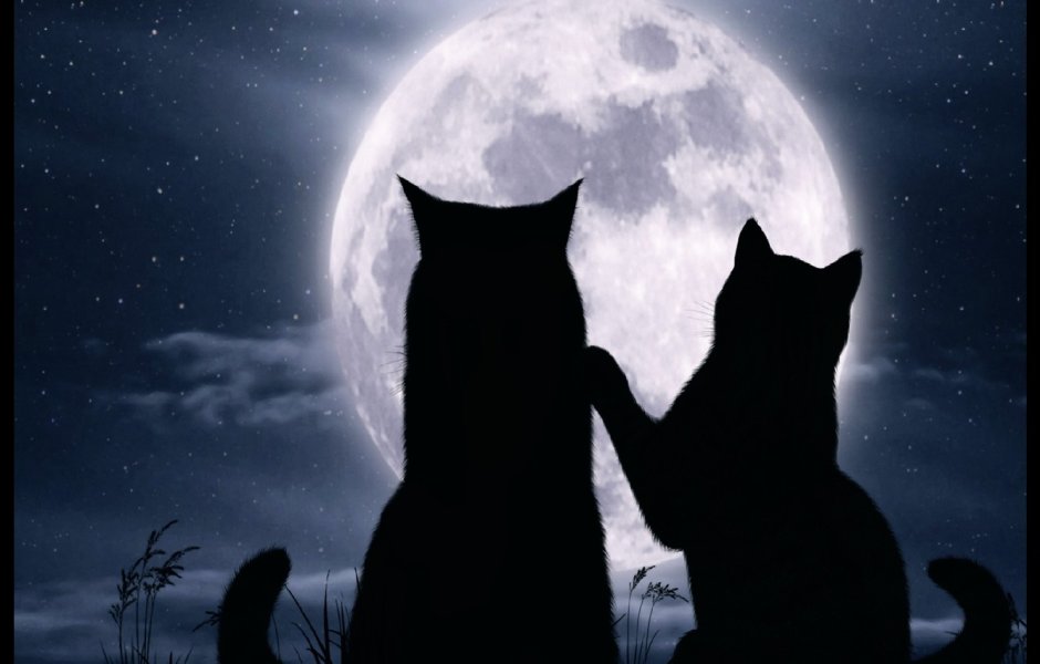 Кот на фоне Луны