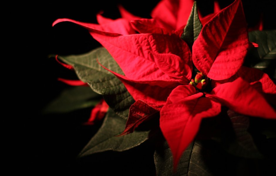 Рождественская роза пуансеттия
