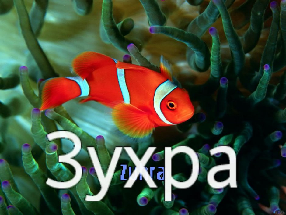 Надпись Зухра