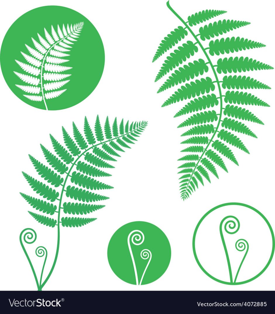 Постеры растения для печати