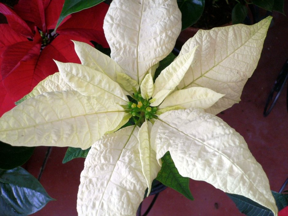 Пуансеттия белая цветок