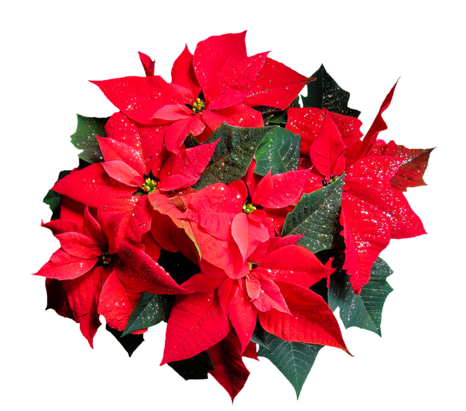 Рождественская роза пуансеттия
