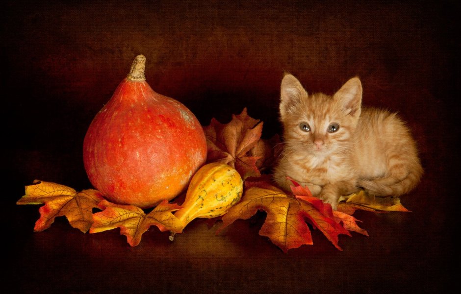 Осенние коты с тыквой