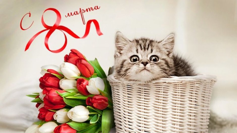 Кот поздравляет с 8 марта