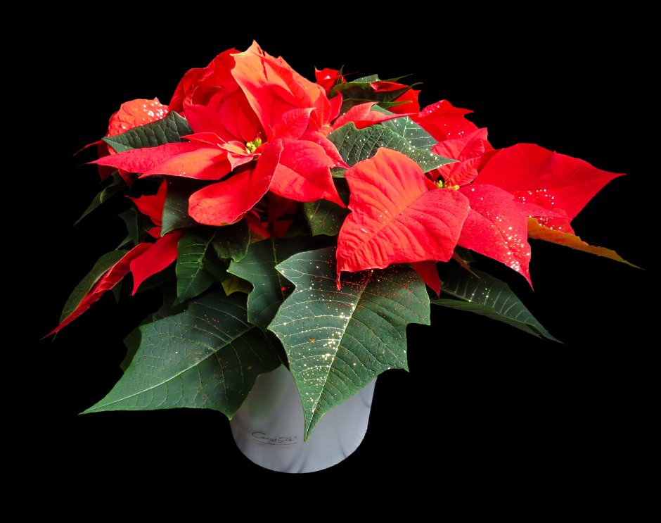 Цветок красный пуансетия