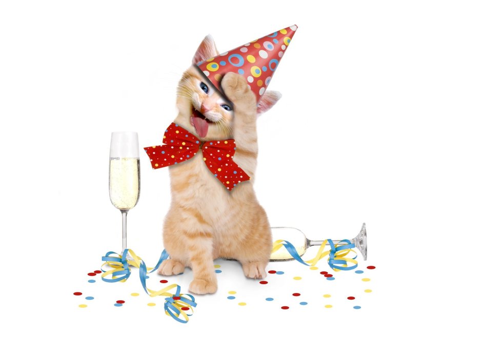 Животные поздравляют с днем рождения
