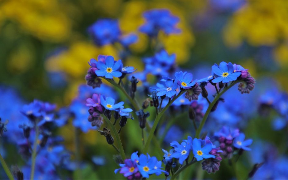 Синие цветы в мае