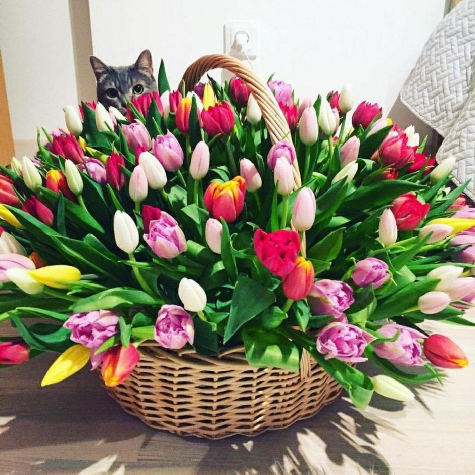 Тюльпаны Pinterest