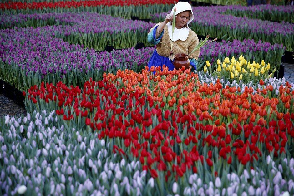 Сбор цветов в Голландии