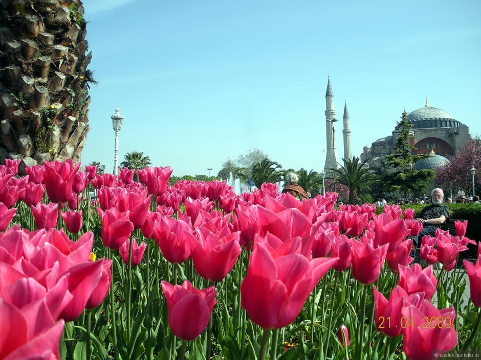 Стамбульский фестиваль тюльпанов в Турции