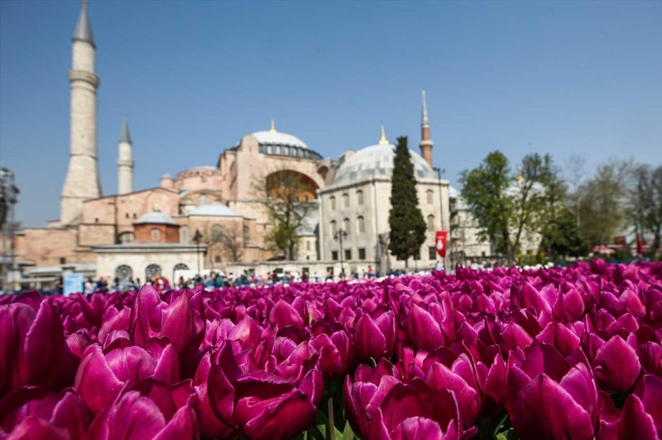 Цветение тюльпанов в Стамбуле Инстаграм