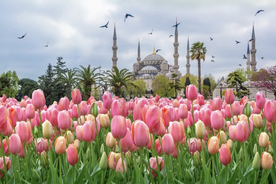 Фестиваль тюльпанов в Стамбуле 2020