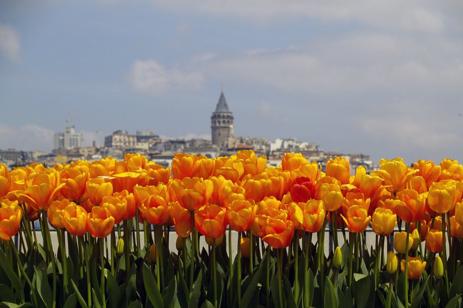 Тюльпаны Стамбул панорама