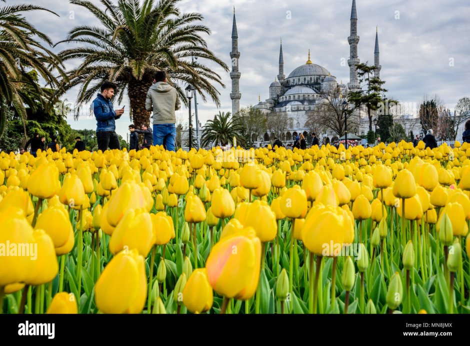 Фестиваль тюльпанов в Стамбуле Инстаграм