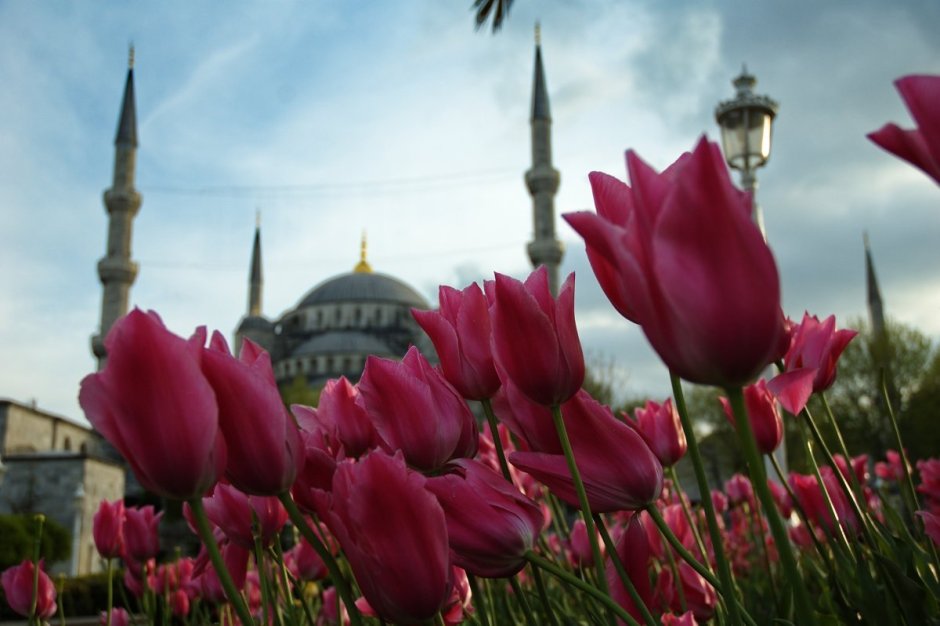 Стамбул мечеть и тюльпаны