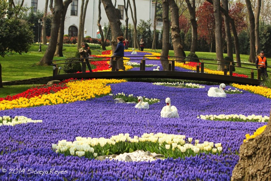 Султанахмет фестиваль тюльпанов