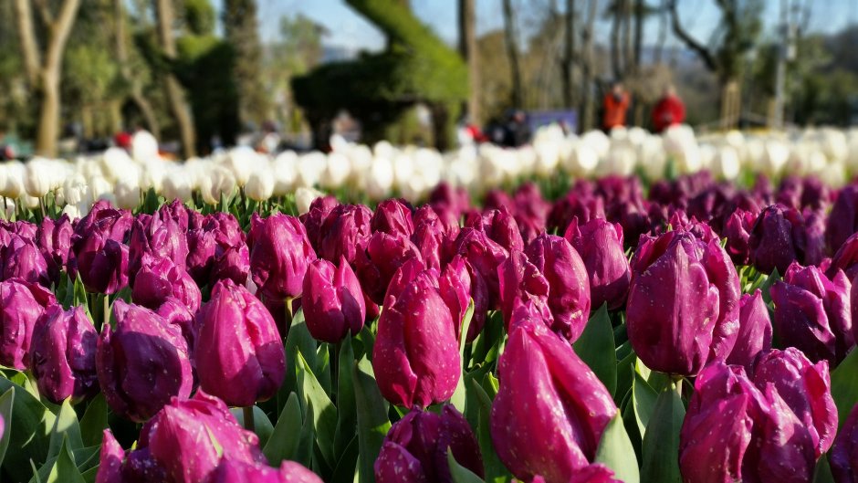 Тюльпаны в Турции апрель