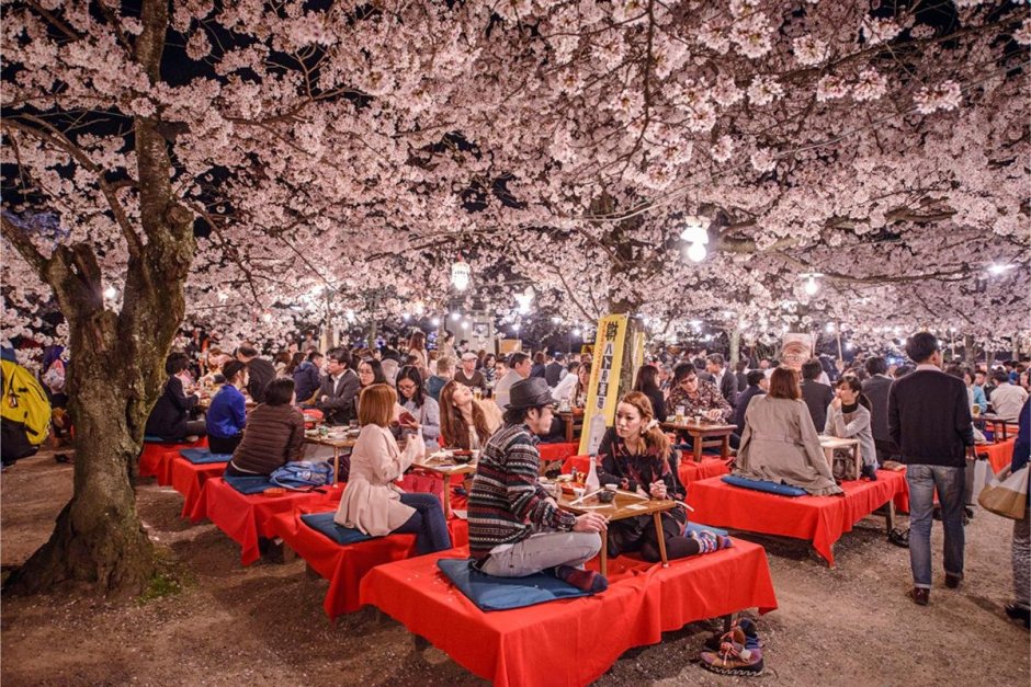 Праздник цветения Сакуры в Японии