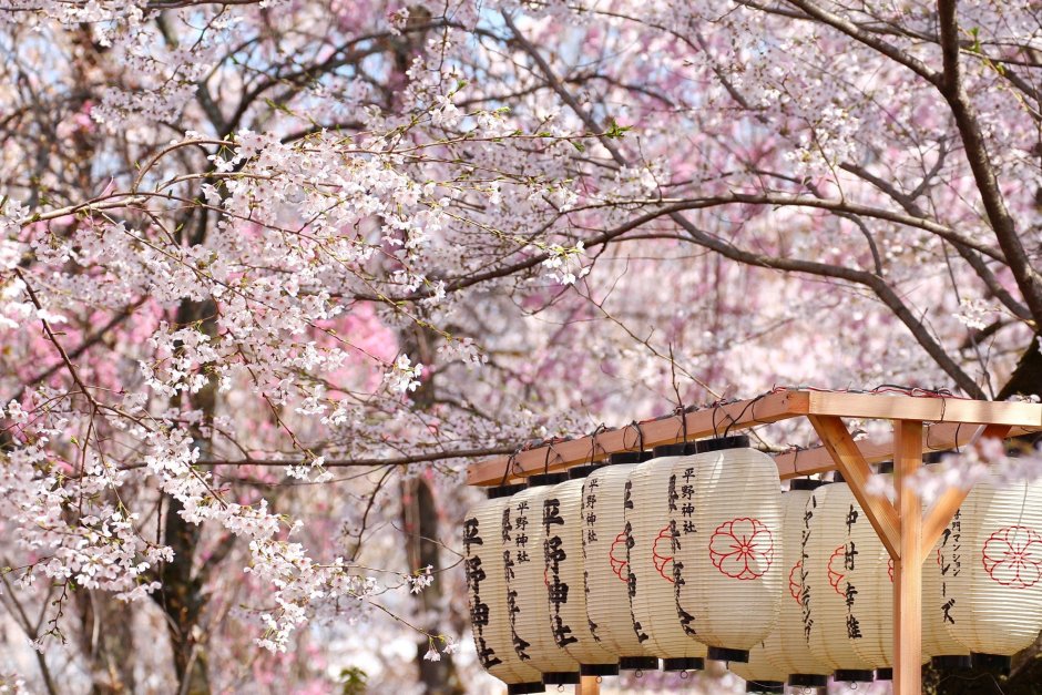 Япония весной цветение Сакуры