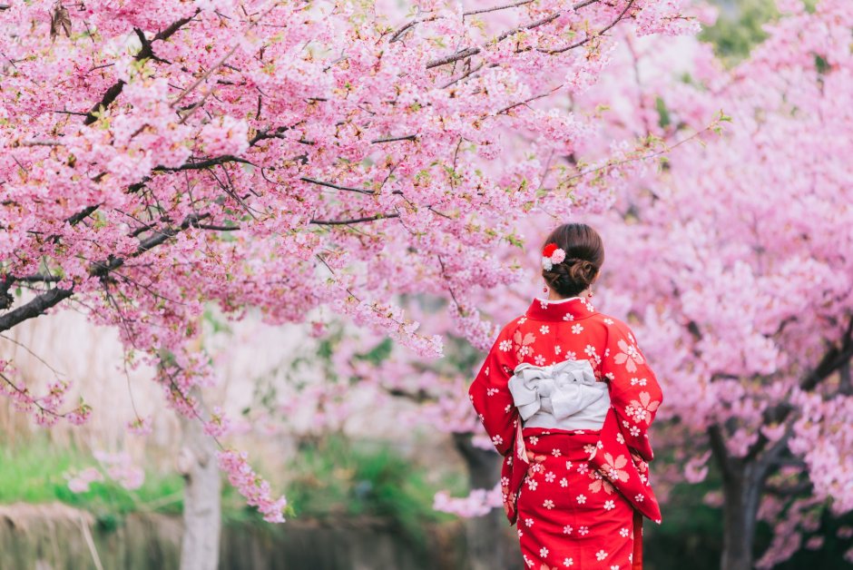 Цветение вишни в Японии праздник