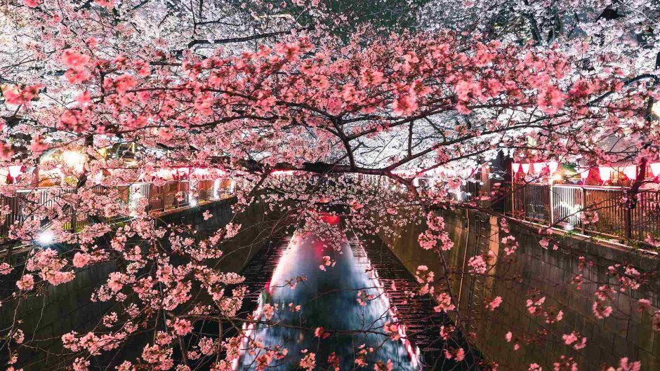 Период цветения Сакуры в Японии
