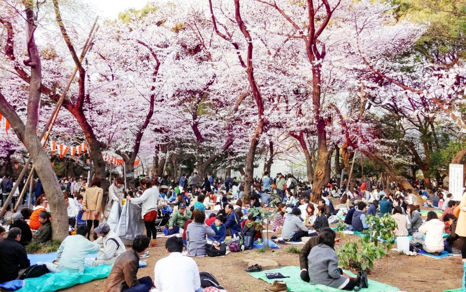 Японский фестиваль цветущая сакура