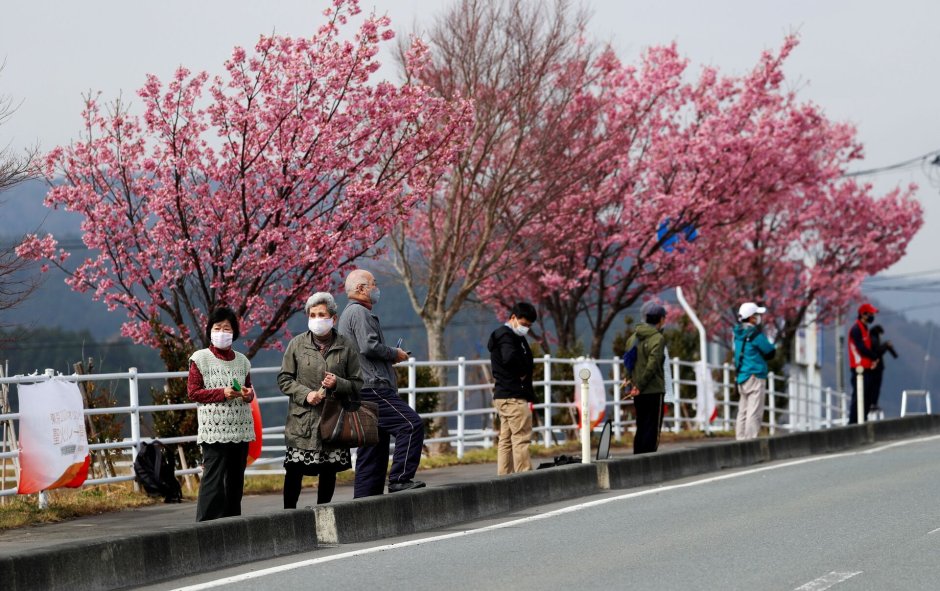 Цветение Сакуры в Японии 2020