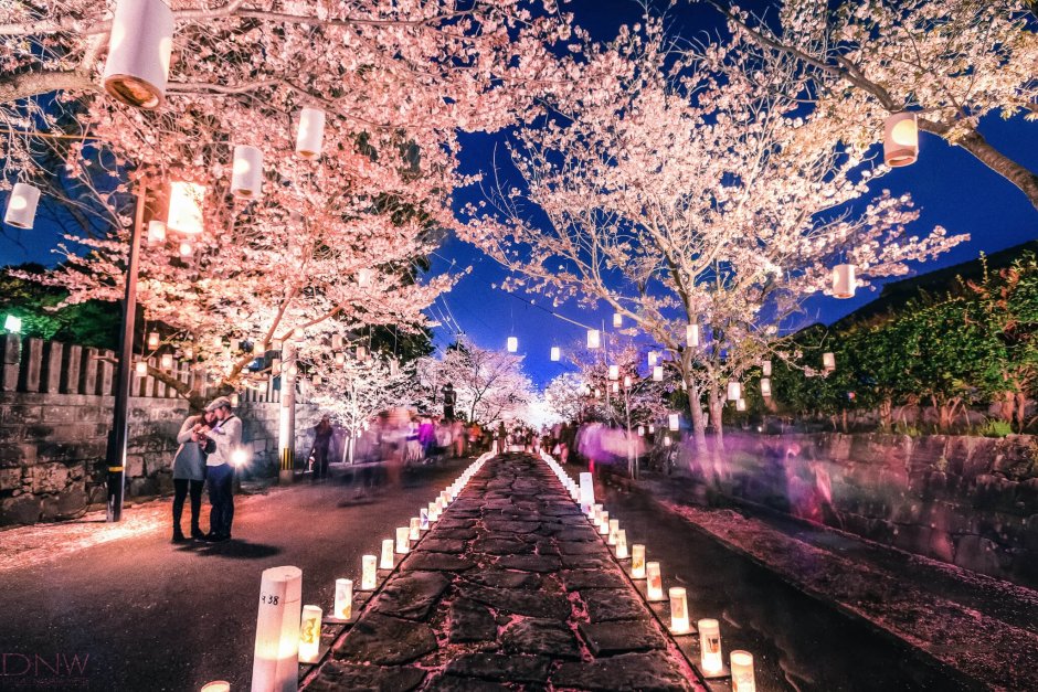 Фестиваль цветения Сакуры в Японии