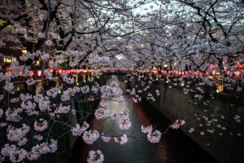 Праздник цветения Сакуры в Японии 27 марта