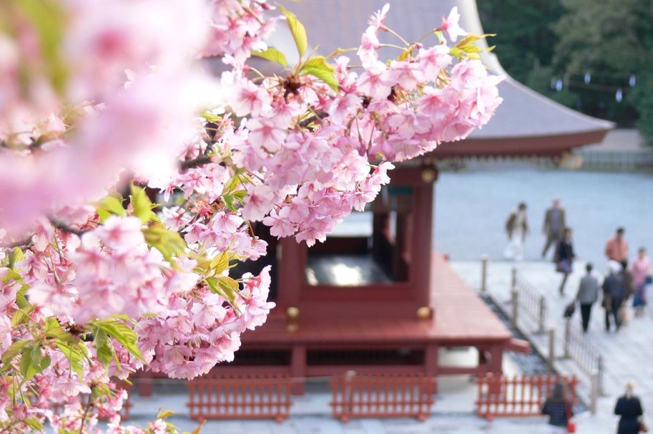 Сезон цветения Сакуры
