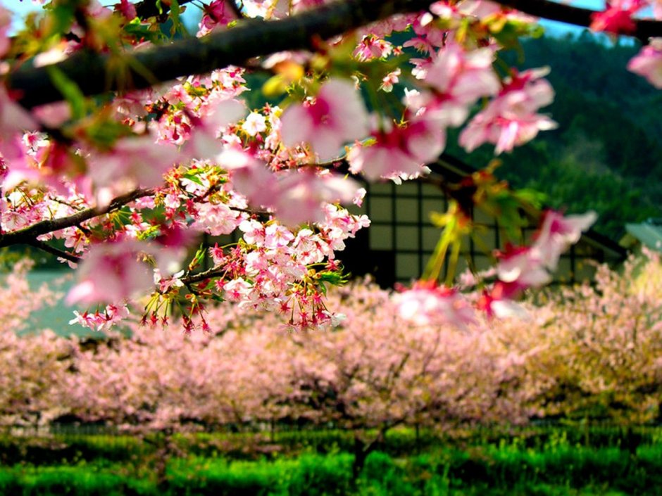 Сад Сакуры в Японии