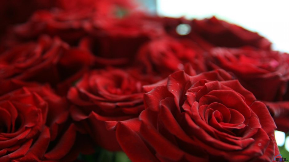 Открытка цветы красные розы