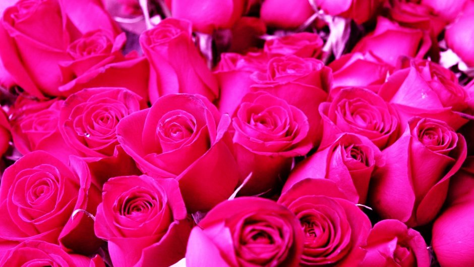 С 8 марта красивые розы