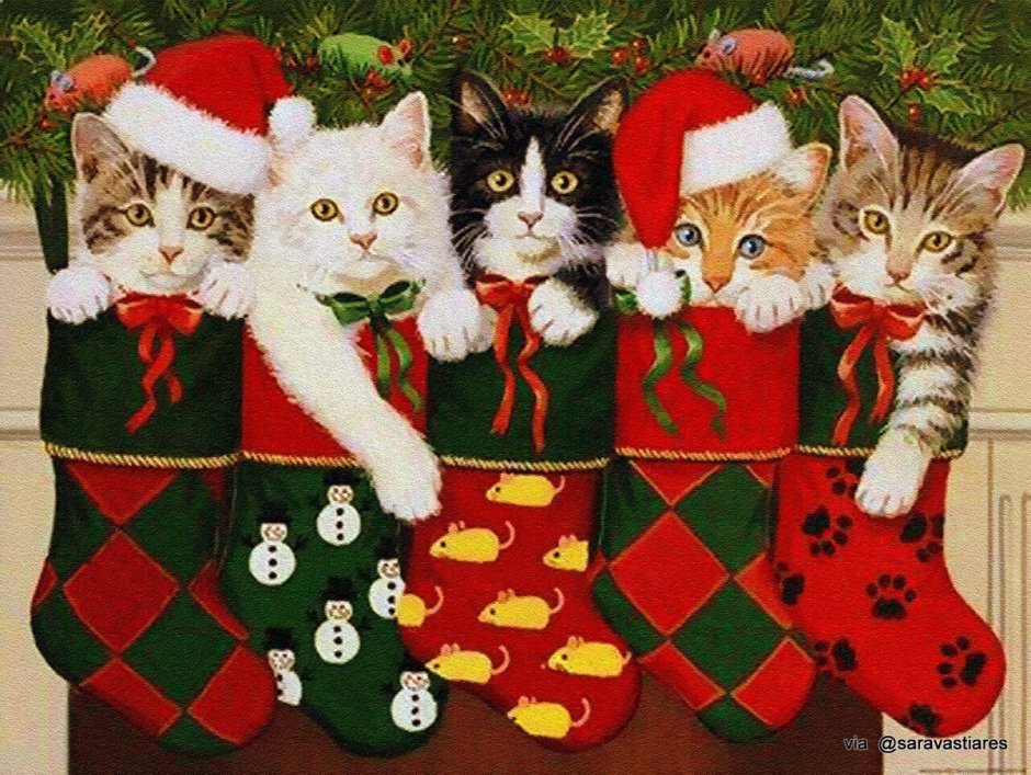 Кот в Рождественском носке