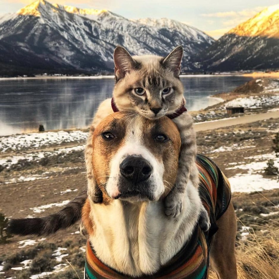 Кот балу и пес Генри путешественники