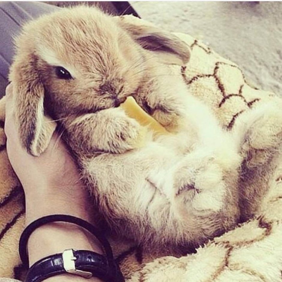 Милые кролики в руках