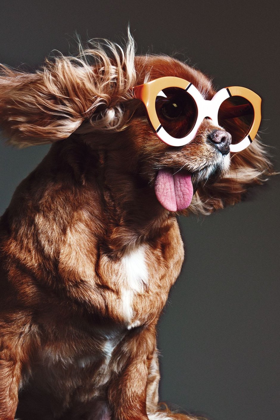Модные собаки в очках