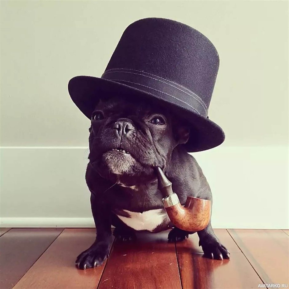 Собака в шляпе