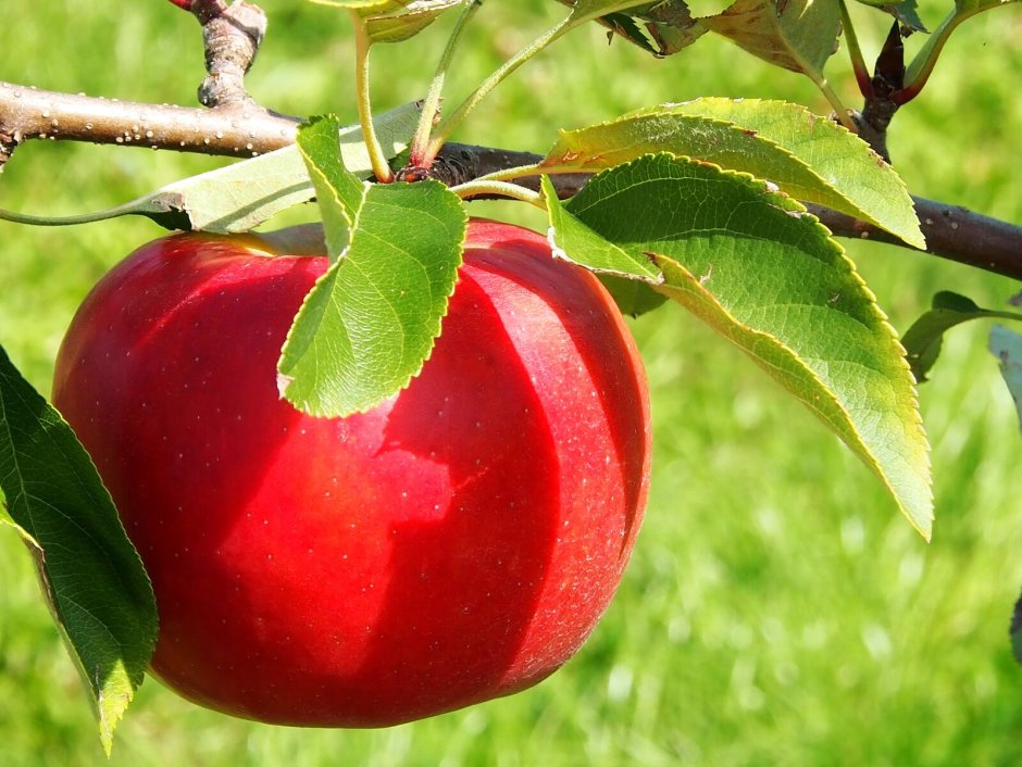 Яблоня с красными яблоками