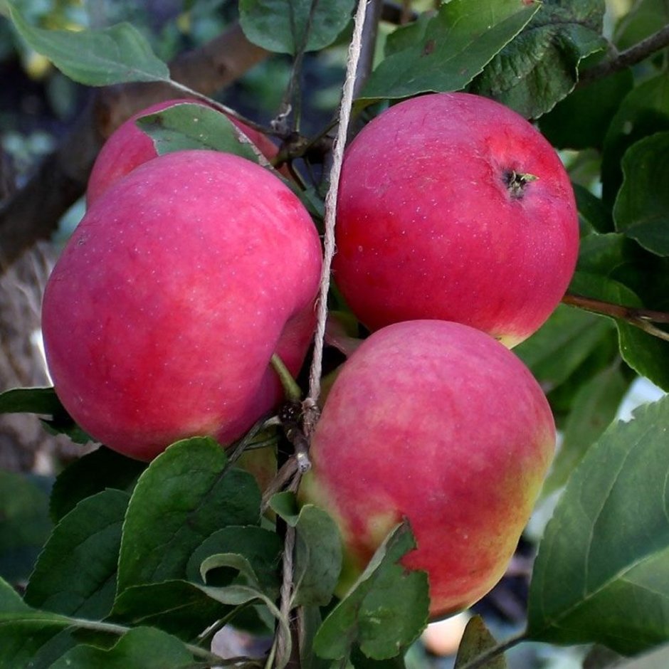 Сорт яблони Малиновка