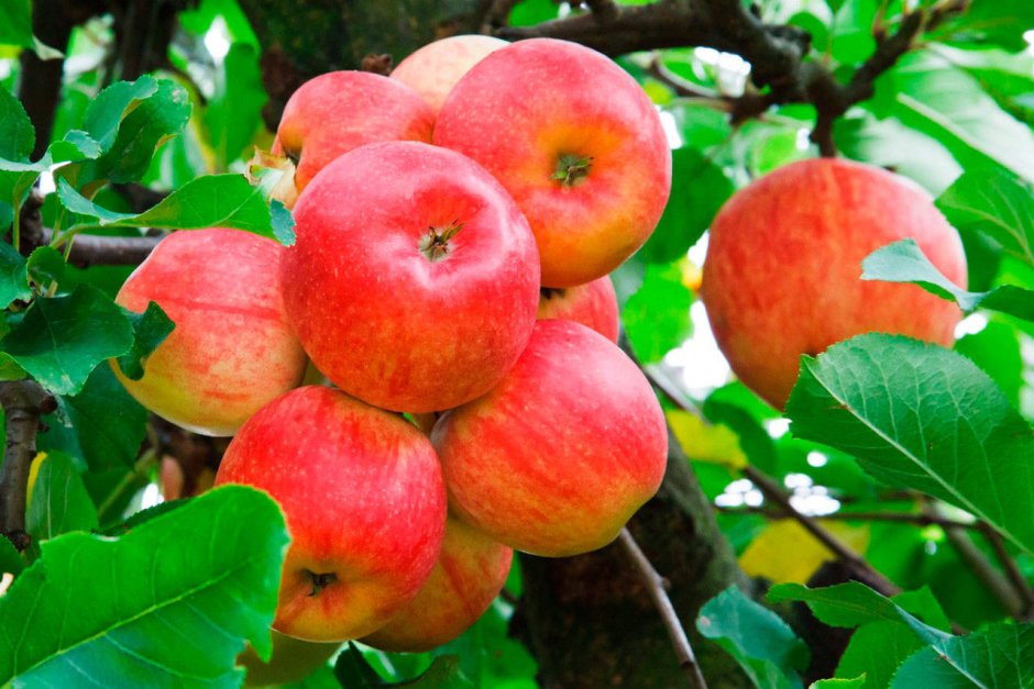 Сорт: яблоня, Алтайское багряное